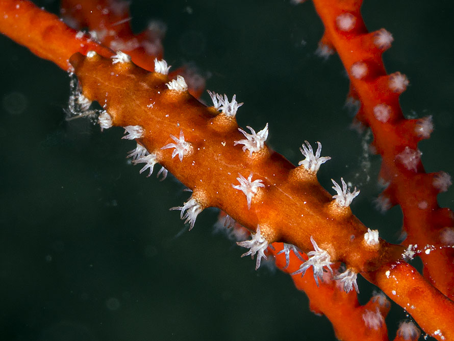 Aclyvolva coarctata